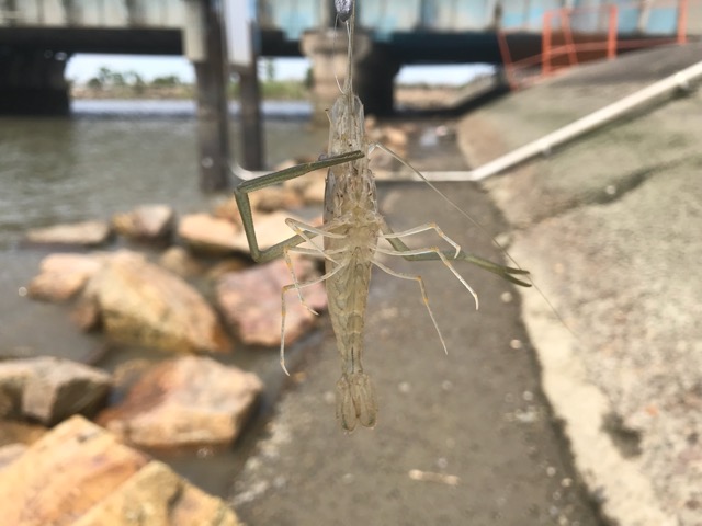 初めての テナガエビ 手長海老 釣り 淀川 海老江 18 アウトドアな日々を